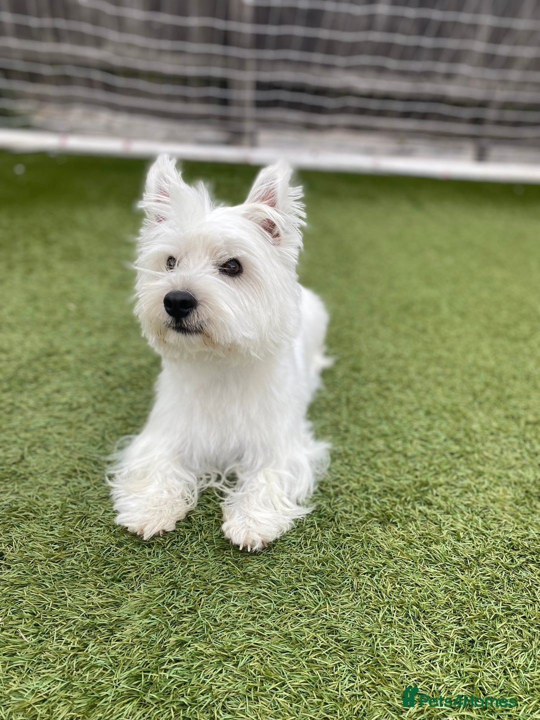 West Highland Terrier dogs for sale: Quality Pure West Highland Terrier - Image 1