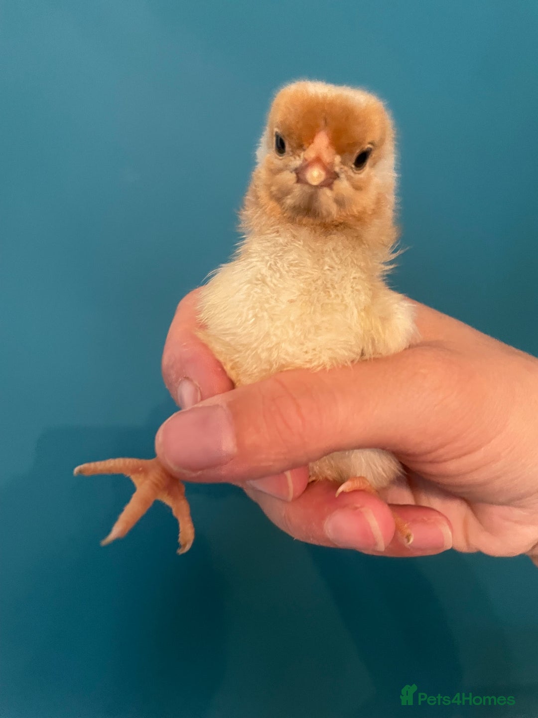 Chickens poultry for sale: Chicks - Image 15