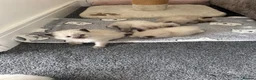 Ragdoll cats for sale: Beautiful sealpoint ragdoll kittens in Cannock - Advert 15