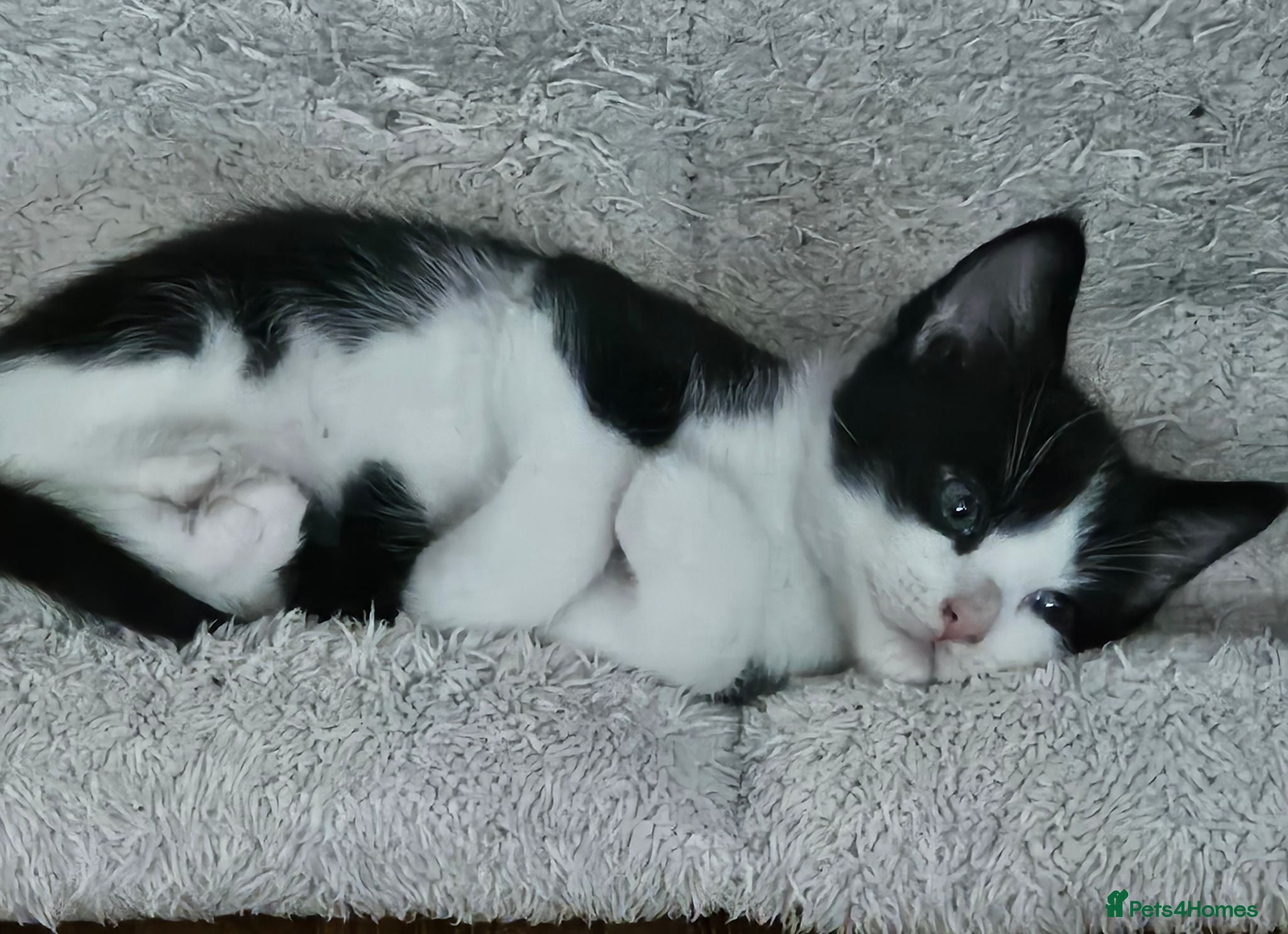Mixed Breed cats Adorable Black & White Kittens for Sale 🐾 - Advert 1