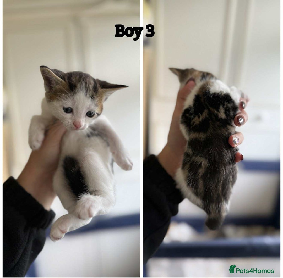 Domestic Shorthair cats for sale: Kittens - Image 4