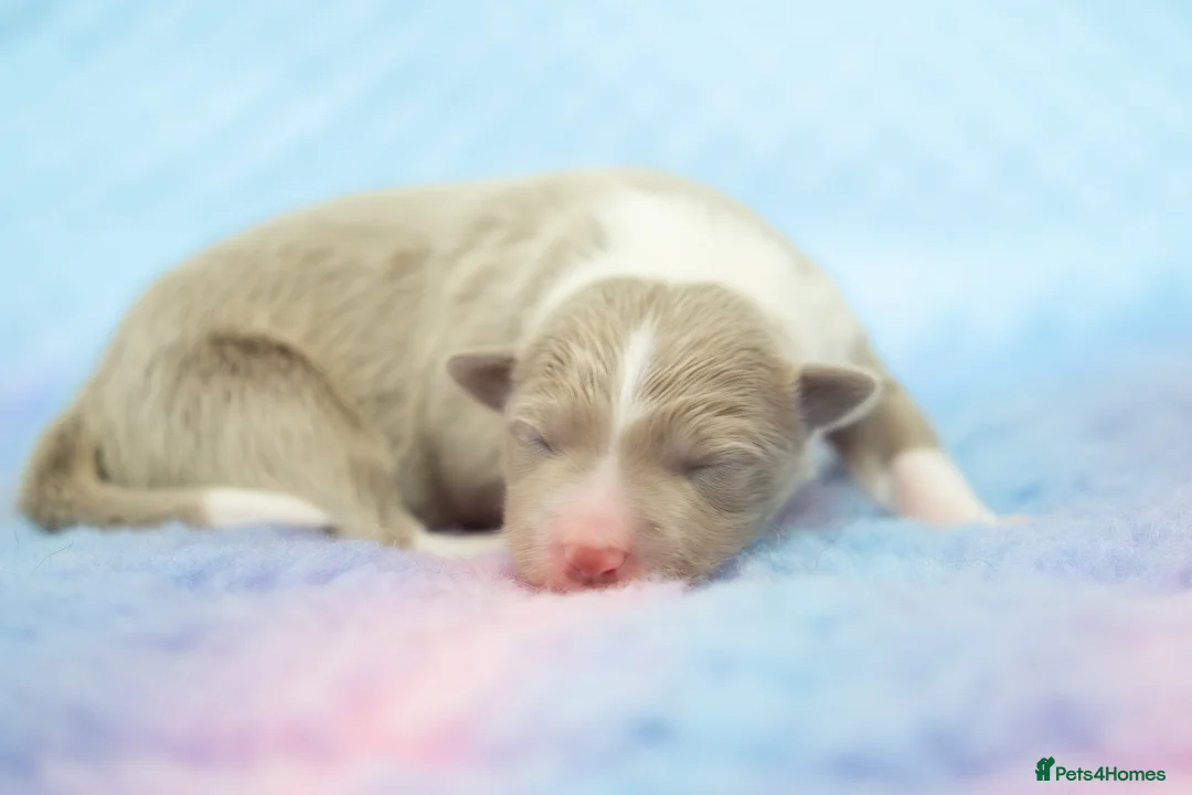 Border Collie dogs for sale: KC reg waitinglist LF active sports homes - Advert 2