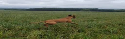 Hungarian Vizsla dogs for stud: Rummy the Vizsla- Available for Stud FREE!! in Middlesbrough - Advert 13