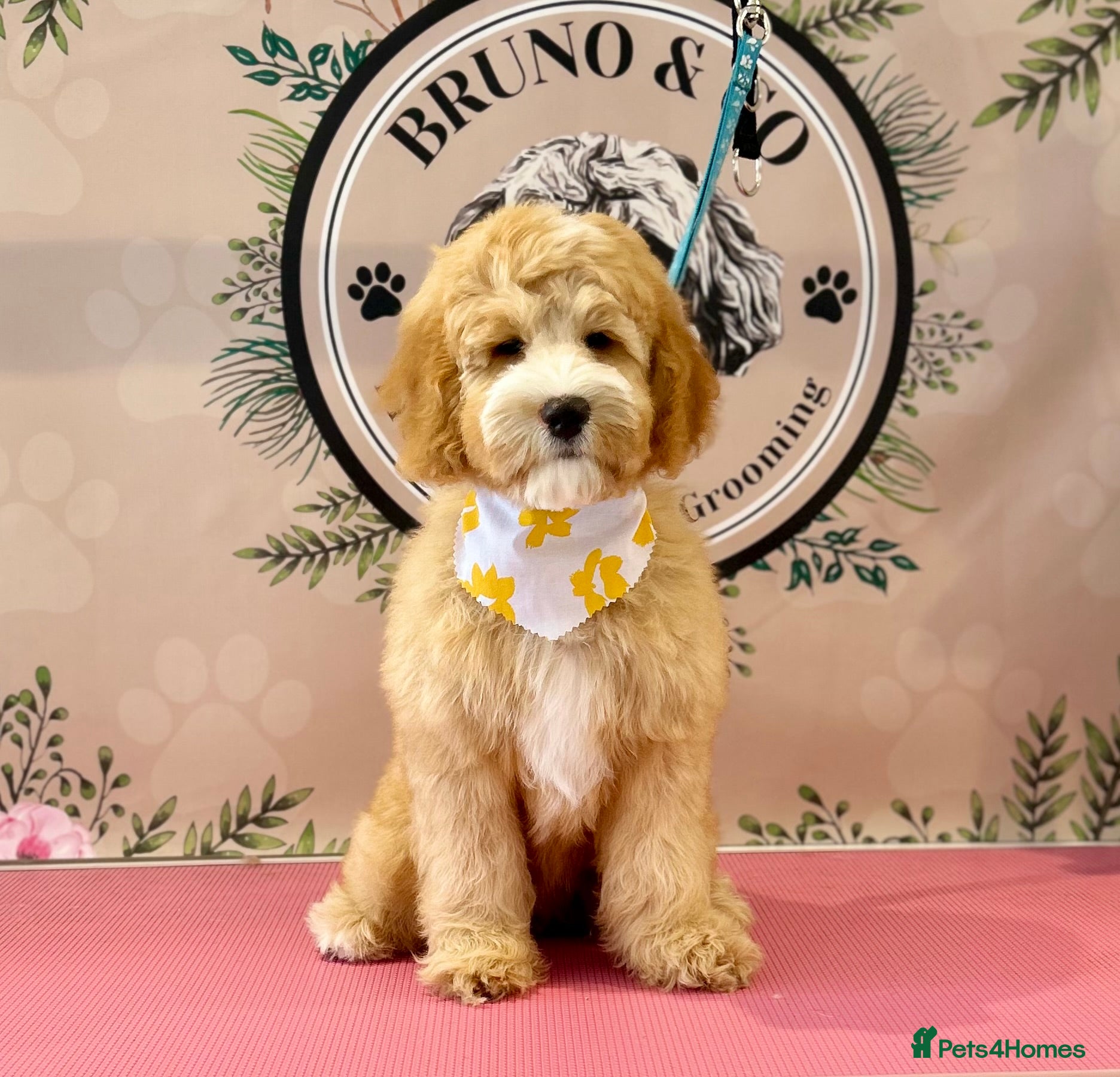 Double Doodle dogs Gorgeous Australian golden doodle puppies - Advert 1