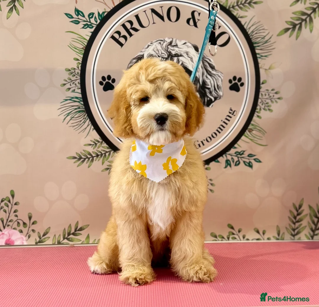 Double Doodle dogs for sale: Gorgeous Australian golden doodle puppies in Swadlincote - Advert 1