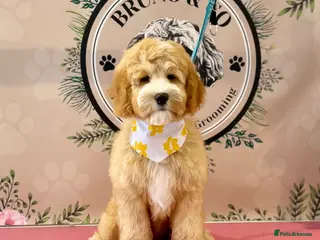 Double Doodle dogs Gorgeous Australian golden doodle puppies - Advert 1