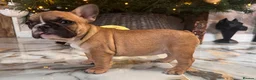French Bulldog dogs for sale: Champion Sired last female Fawn French bulldog - Advert 25