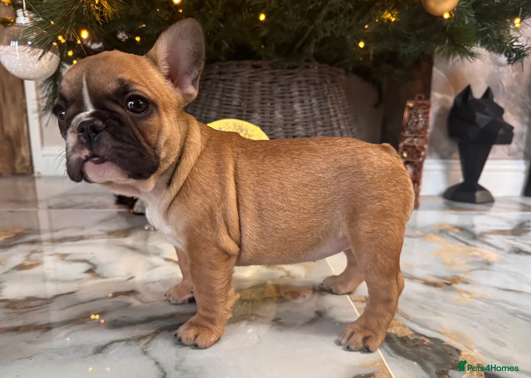 French Bulldog dogs for sale: Champion Sired last female Fawn French bulldog - Advert 25