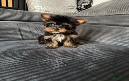 Yorkshire Terrier dogs for sale: Super Quite Miniature Yorkshire terrier boy  - Image 1