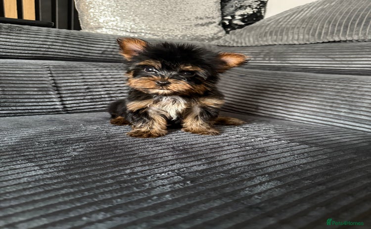 Yorkshire Terrier dogs - Advert 12