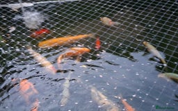 Other/Mixed Breed fish for sale: Koi, gold fish, blue orf, butterfly koi,grass carp - Image 5