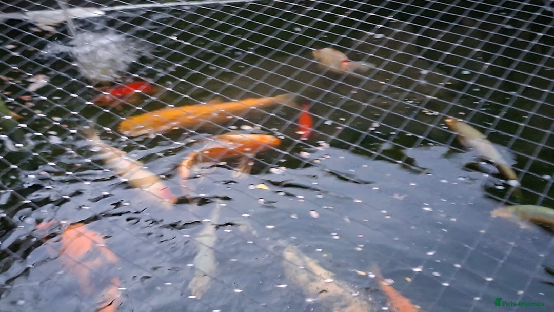 Other/Mixed Breed fish for sale: Koi, gold fish, blue orf, butterfly koi,grass carp - Image 5