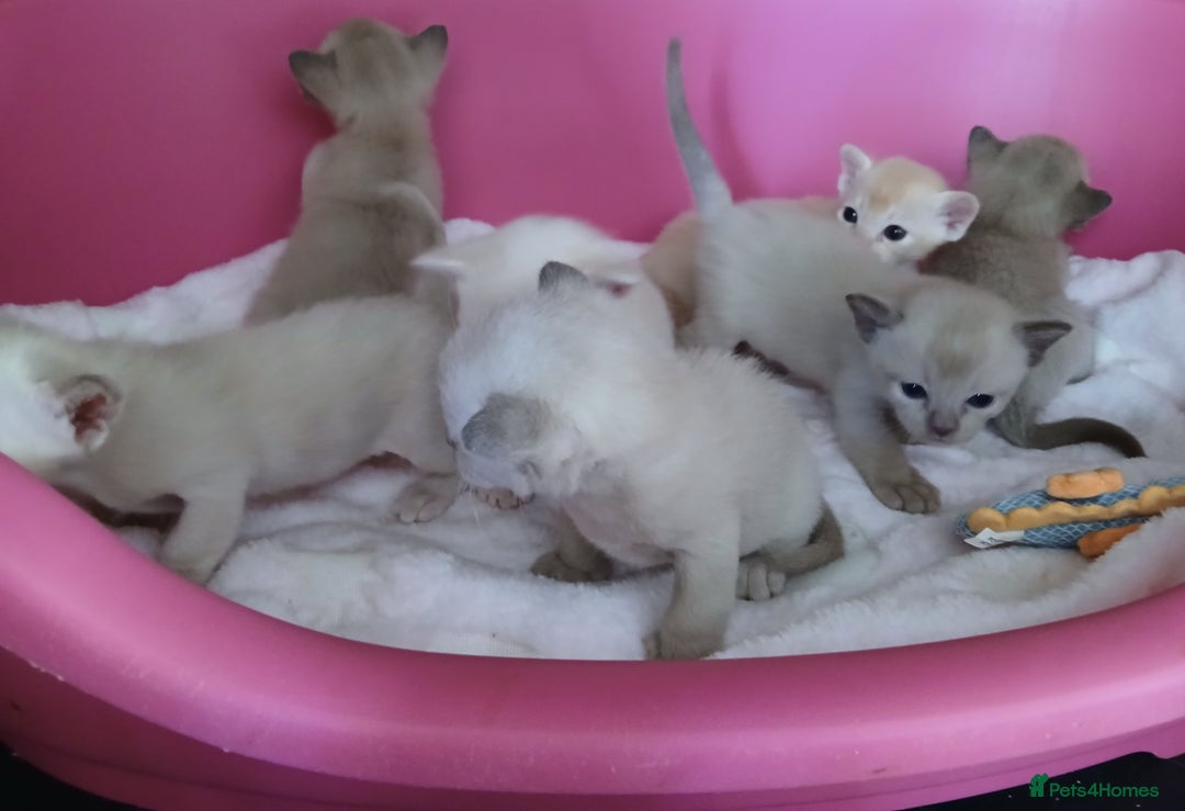 Burmese cats for sale: Red and Chocolate Burmese Babies. GCCF Registered - Advert 4