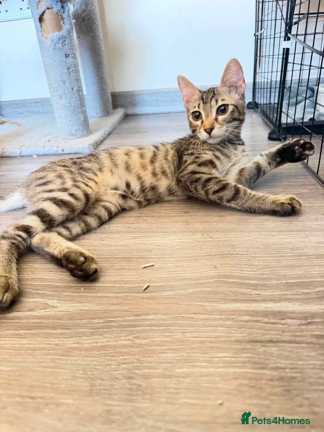Mixed Breed cats for adoption: Saffy and Cassie: the cutest duo of troublemakers in Beauly - Advert 8