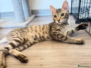 Mixed Breed cats Saffy and Cassie: the cutest duo of troublemakers - Advert 2
