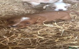 Mixed Breed dogs for sale: 6 Cocker jack puppies - Image 4