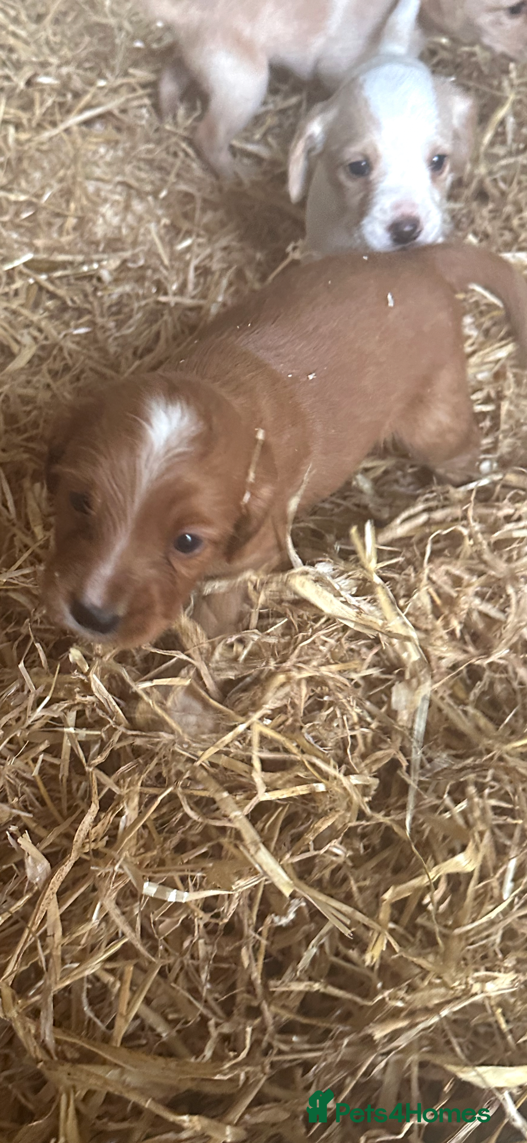 Mixed Breed dogs for sale: 6 Cocker jack puppies - Image 4