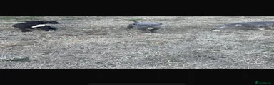 Male 