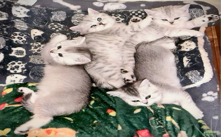 British Shorthair cats - Advert 3