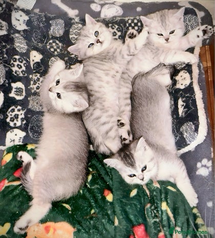 British Shorthair cats - Advert 3