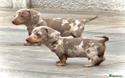 Miniature Dachshund dogs for sale: Beautiful litter of miniature dachshund puppies  - Image 21