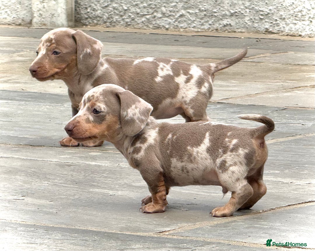 Miniature Dachshund dogs for sale: Beautiful litter of miniature dachshund puppies  - Image 21