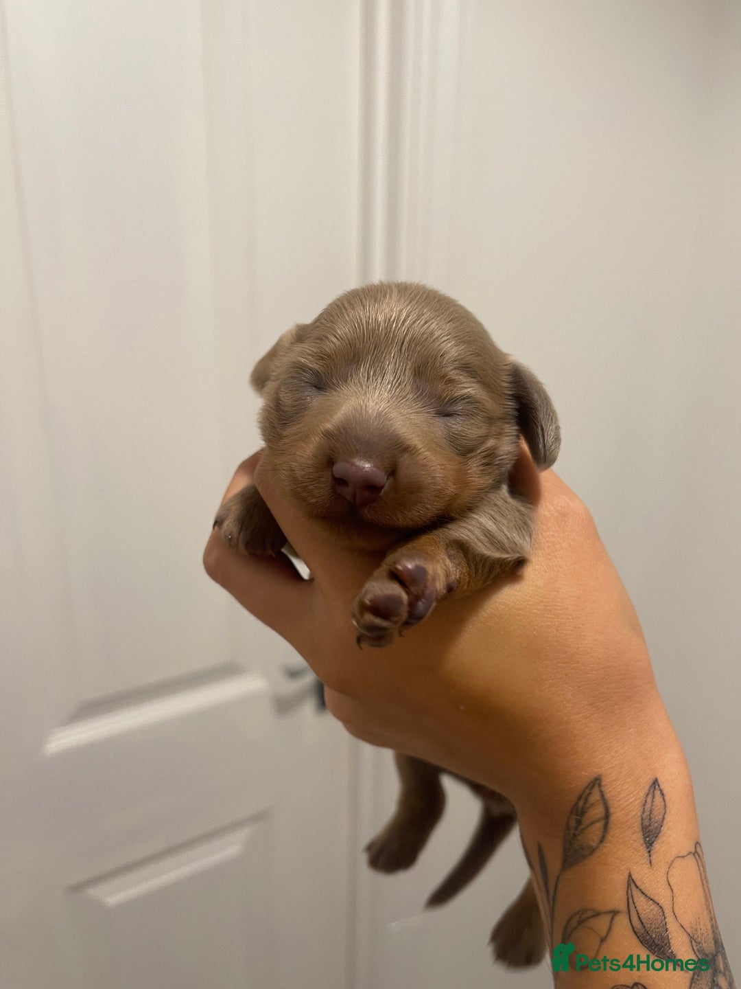Miniature Dachshund dogs for sale: Long haired Isabella and tan miniature dachshund  - Image 26