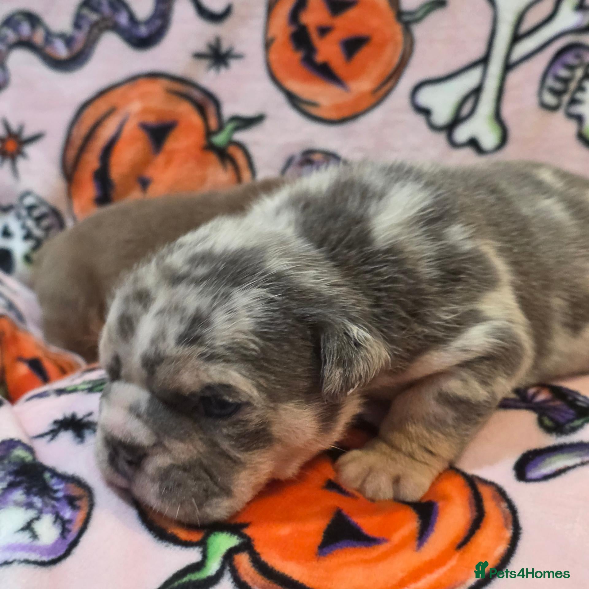 English Bulldog dogs for sale: British bulldog pups - Advert 8