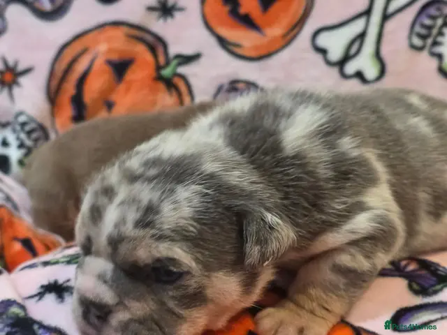 English Bulldog dogs for sale: British bulldog pups - Advert 8