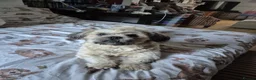 Shih Tzu dogs for sale: Beautiful Shih Tzu puppies in Chester - Advert 11