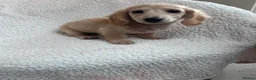 Miniature Dachshund dogs for sale: ***mini dachshund *** - Advert 21