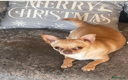 Chihuahua dogs for sale: 1year old loving  puppy who’s needs re homing  - Image 2