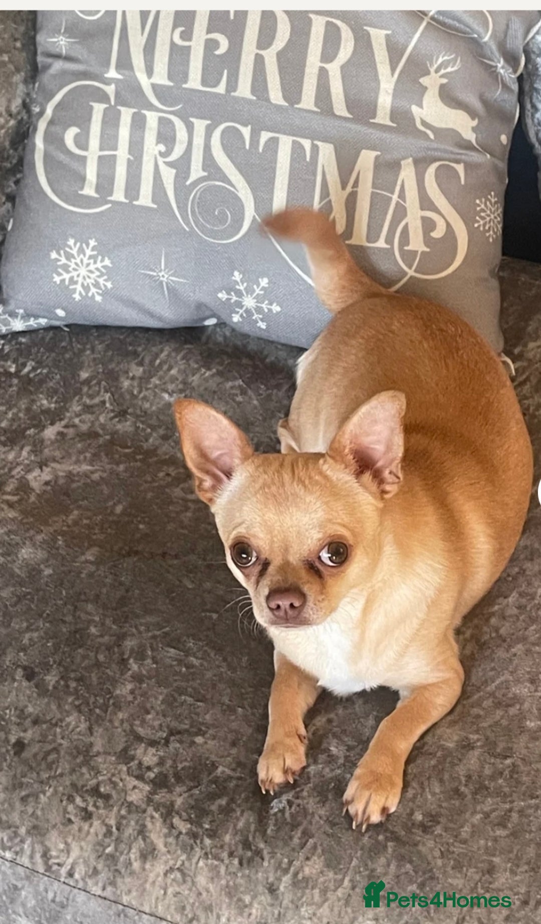 Chihuahua dogs for sale: 1year old loving  puppy who’s needs re homing  - Image 2