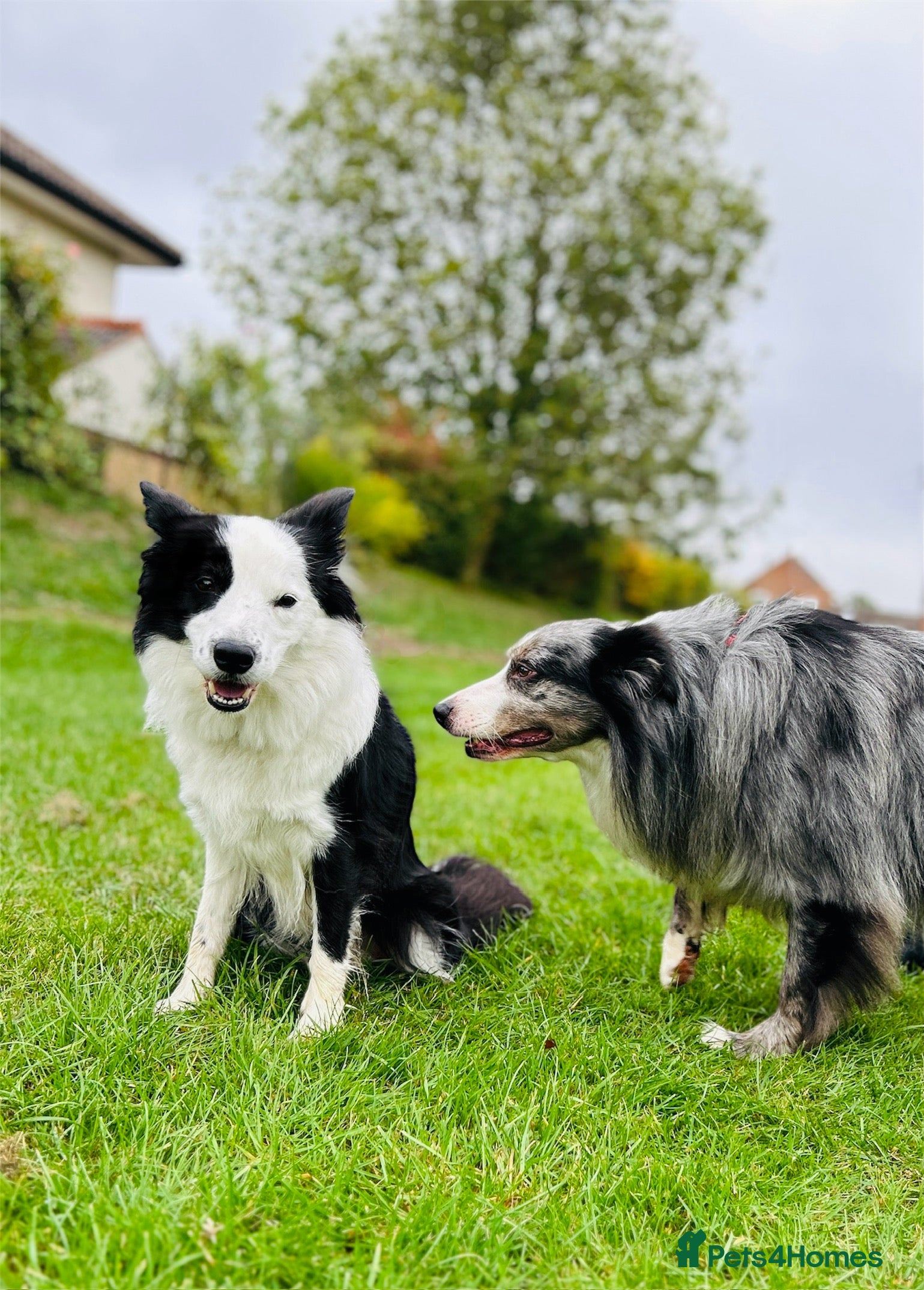 Border Collie dogs 5⭐️breeder KC DNA tested champions border collie  - Advert 16