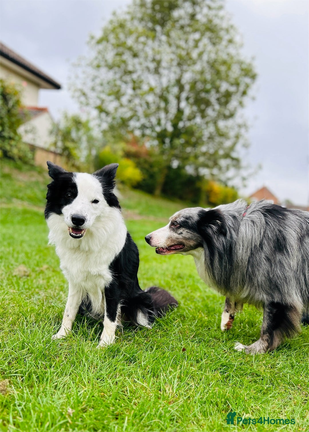 Border Collie dogs for sale: 5⭐️breeder KC DNA tested champions border collie  - Advert 1