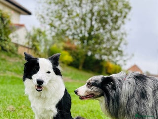 Border Collie dogs 5⭐️⭐️⭐️⭐️⭐️breeder. Champion’s line border collie - Advert 1