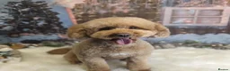 Cockapoo dogs for sale: Outstanding F1BB Health Tested Cockapoo - Advert 8