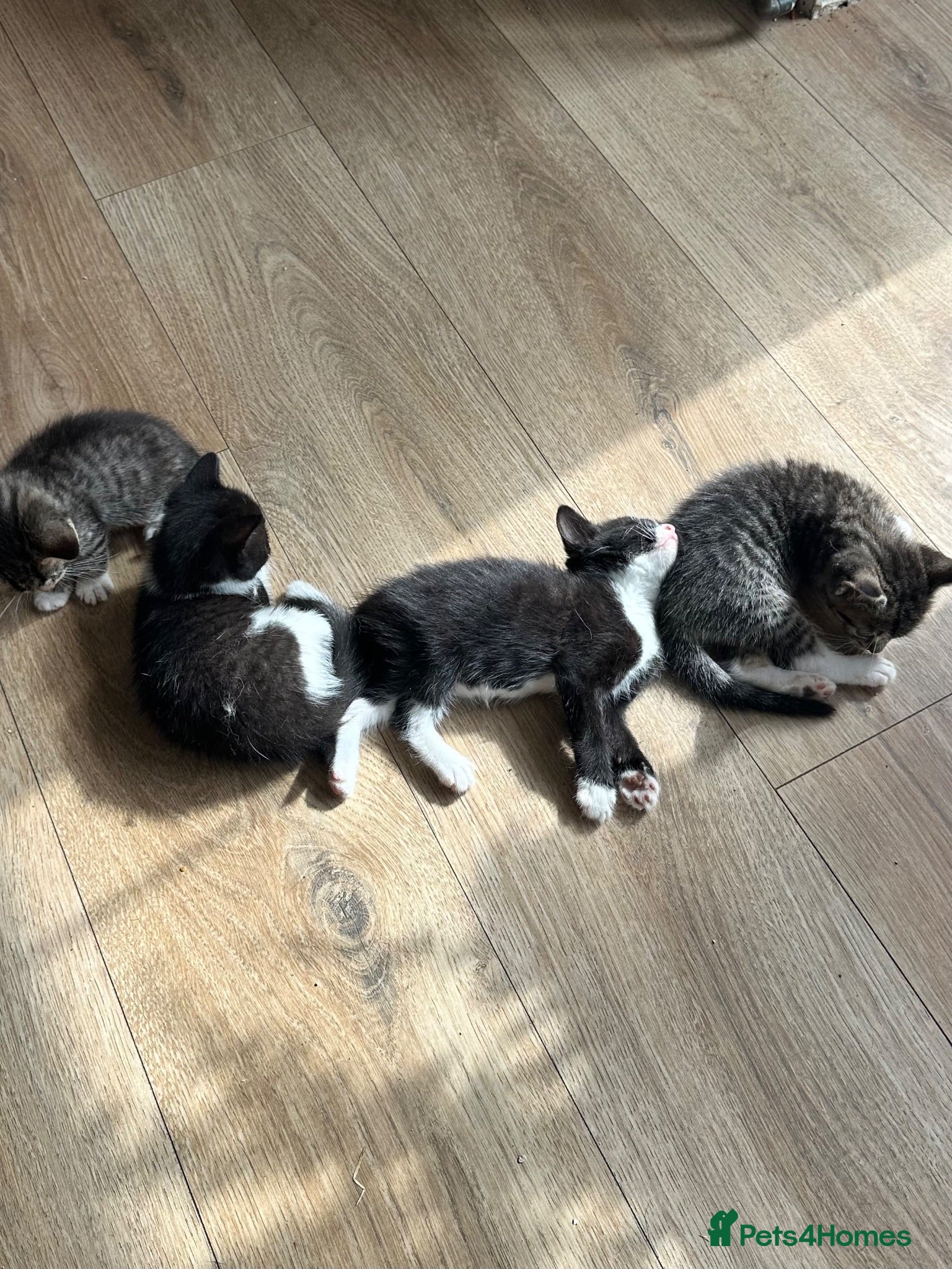 British Shorthair cats British shorthair kittens x 3 - Advert 2
