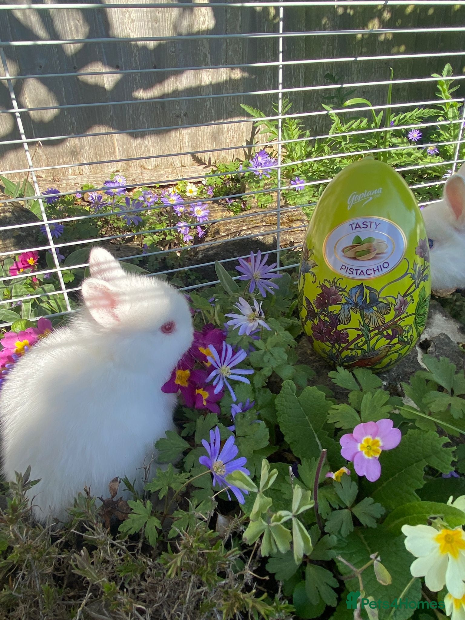 Netherland Dwarf rabbits Bunny white  - Advert 1