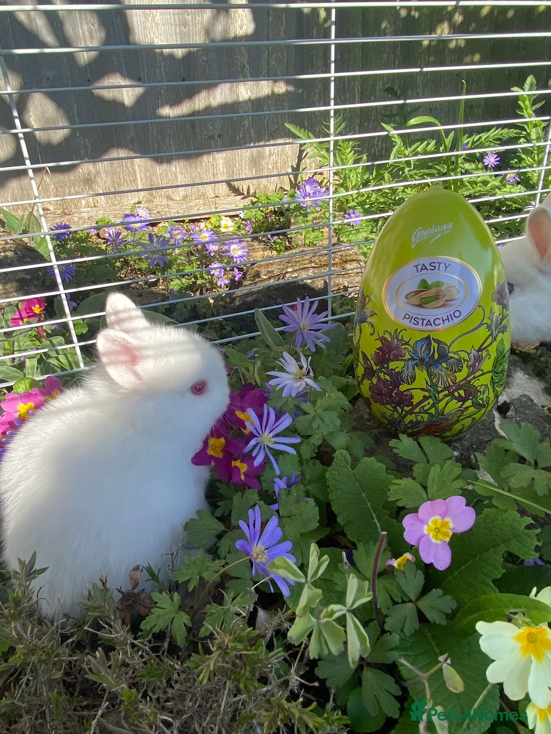 Netherland Dwarf rabbits for sale: Bunny white  in Dunstable - Advert 1