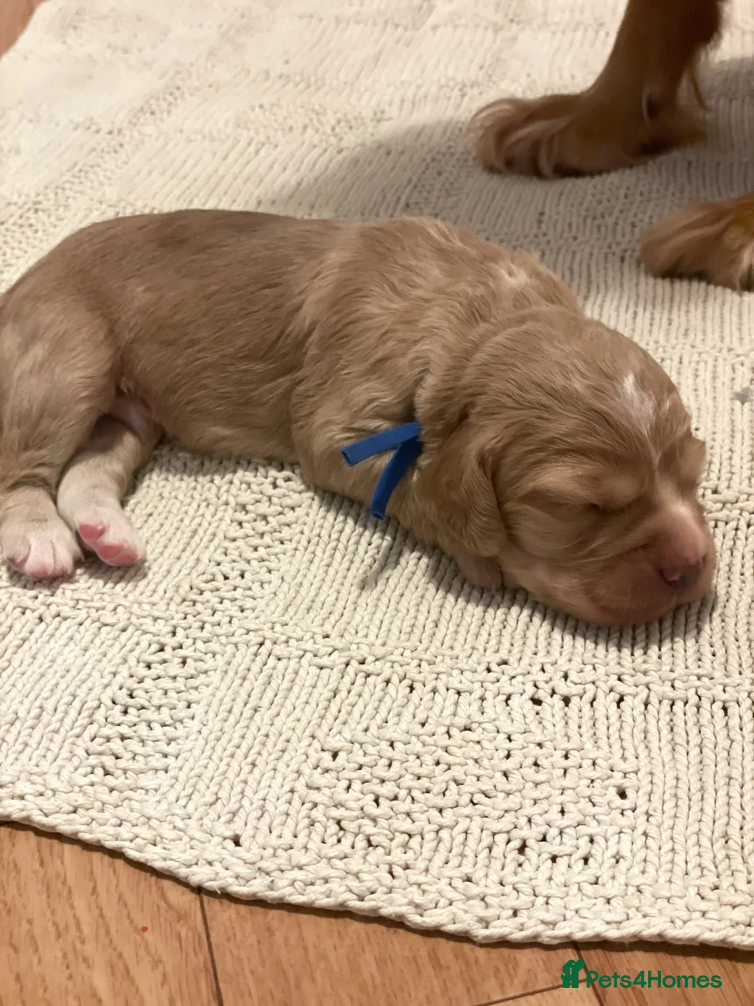 Cocker Spaniel dogs for sale: KC Working Cocker Spaniel Puppies  - Advert 3