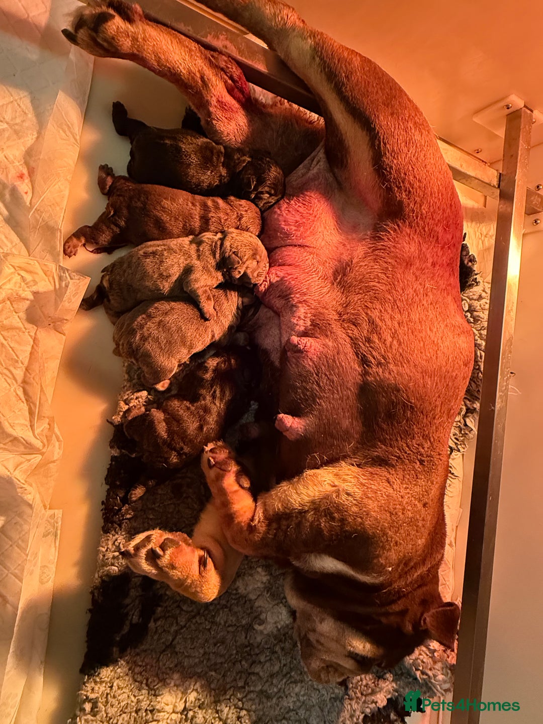 English Bulldog dogs for sale: English bulldog puppies  - Advert 10