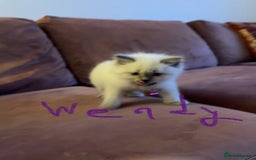 Ragdoll cats for sale: Gorgeous Ragdoll Kittens - Image 22