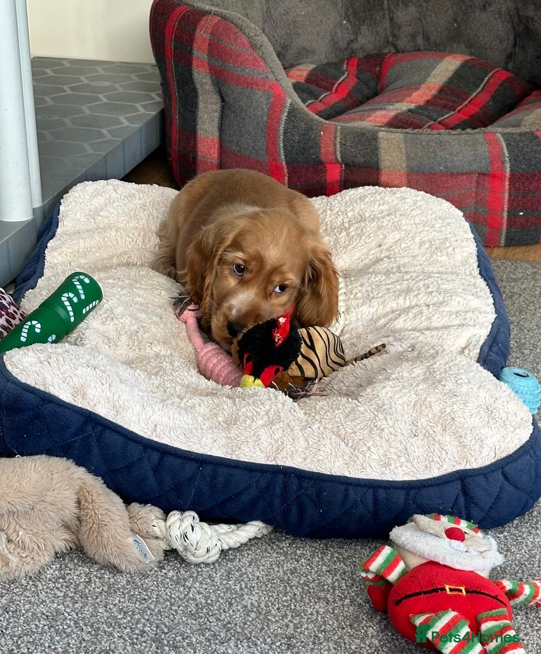 Cocker Spaniel dogs for sale: Beautiful show type boys only - Advert 5