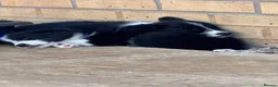 Border Collie dogs for sale: 2 Beautiful collies left ready to leave - Advert 11