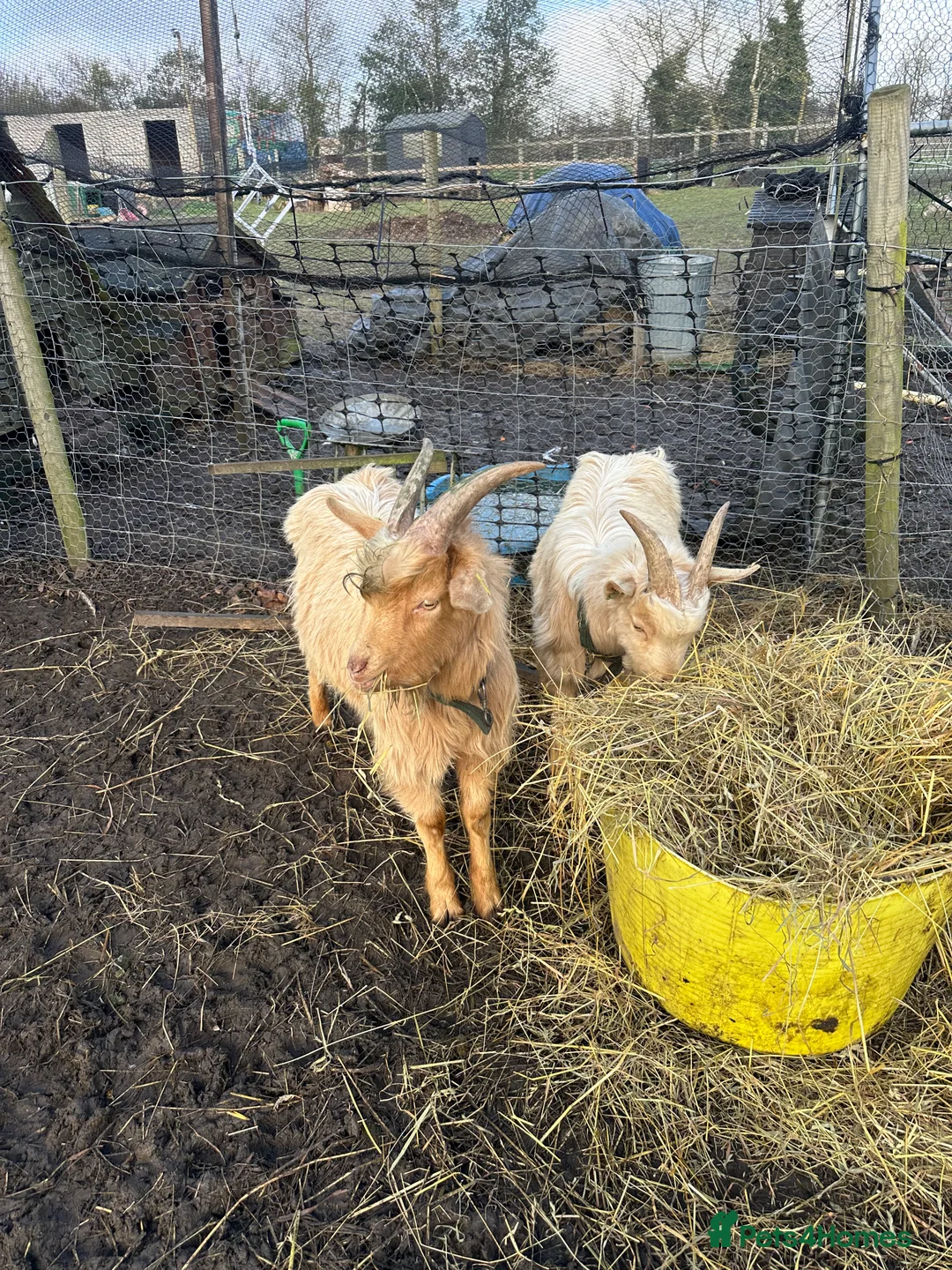 Goats livestock for sale: Royal Golden Guernsey Billys in Sudbury - Advert 1
