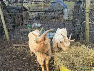 Goats livestock Royal Golden Guernsey Billys - Advert 7