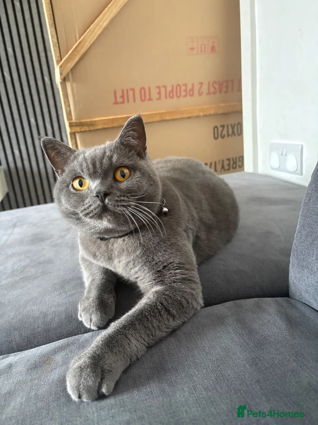 British Shorthair cats for sale: Bsh blue for sale in Oldham - Advert 2