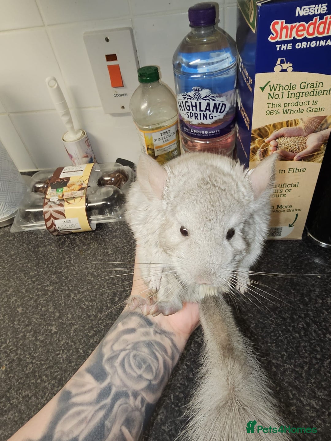 Chinchilla rodents for sale: Male and female Chinchilla for sale - Image 2