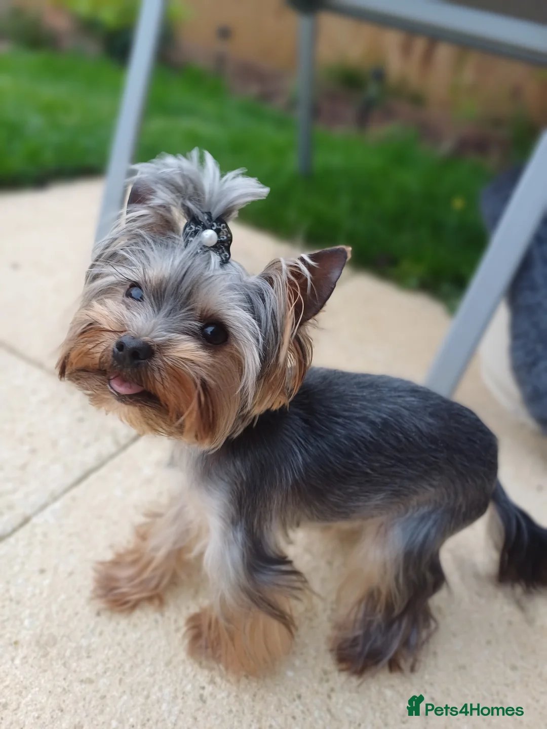 Yorkshire Terrier dogs for stud:  900grams !! The smallest cutest boy in Uk  in Bedford - Advert 27